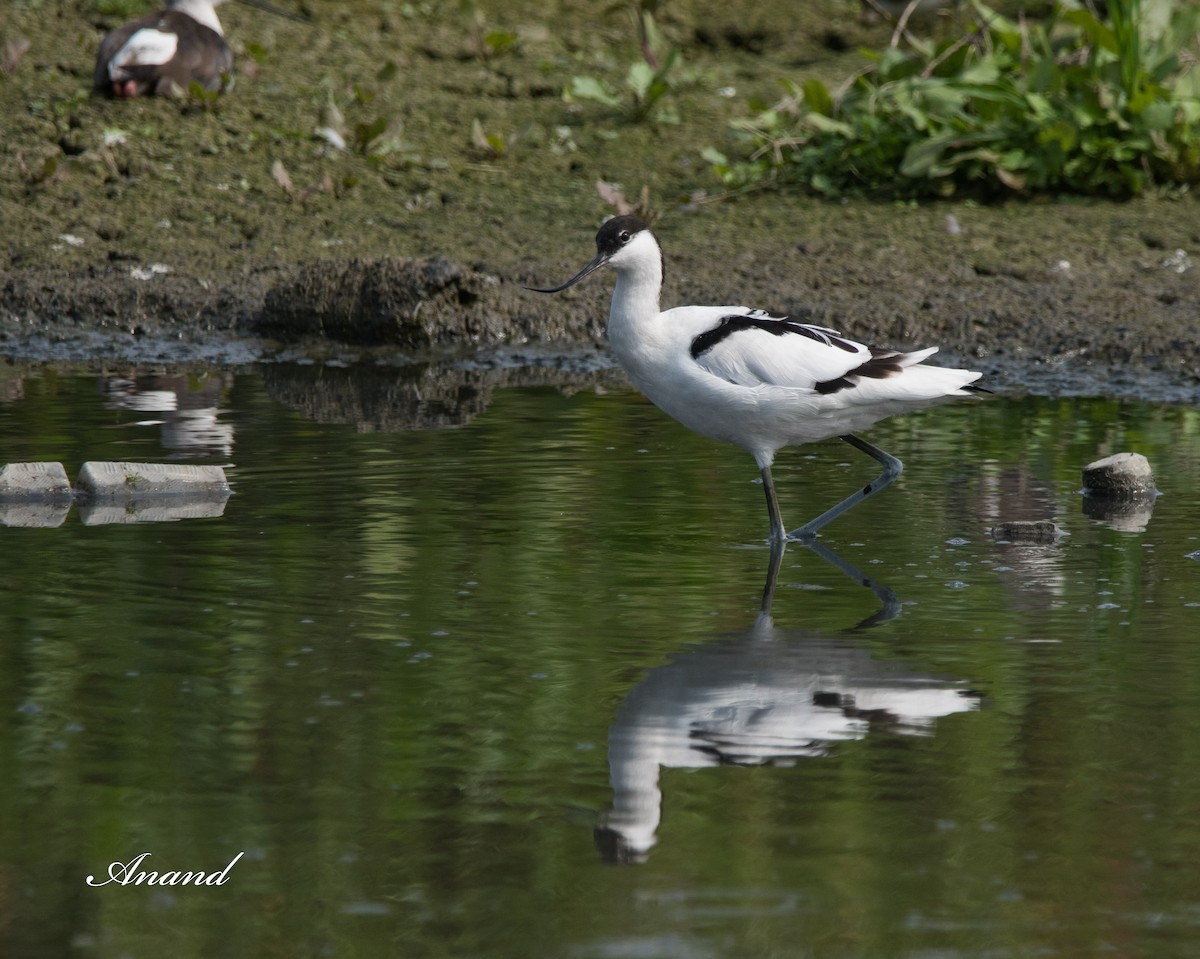 Pied Avocet - Anand Singh