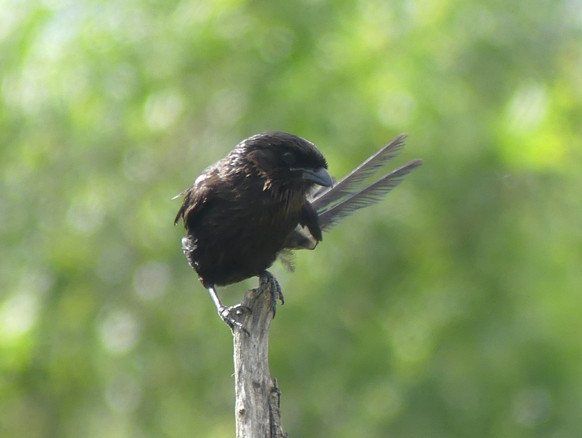 Magpie Shrike - ML614432368