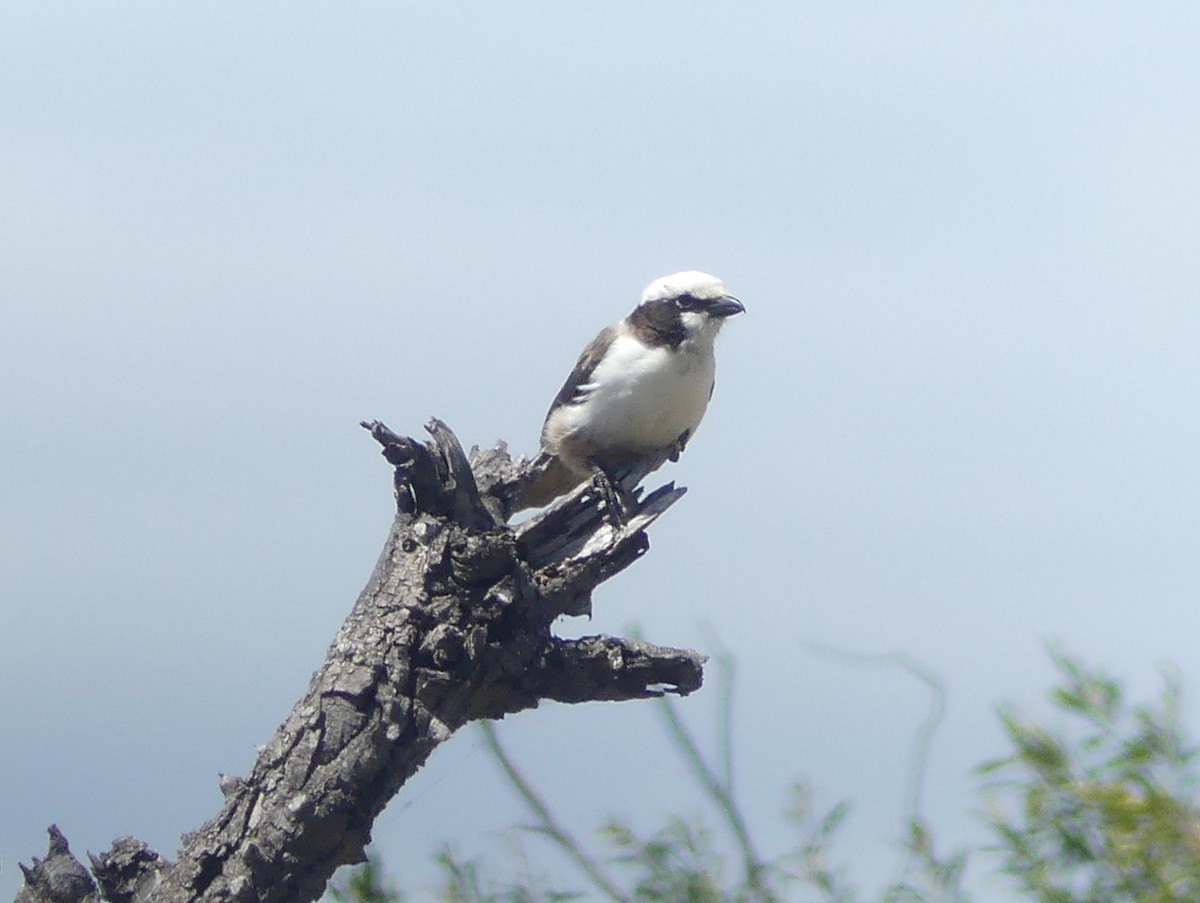 White-crowned Shrike - ML614432372