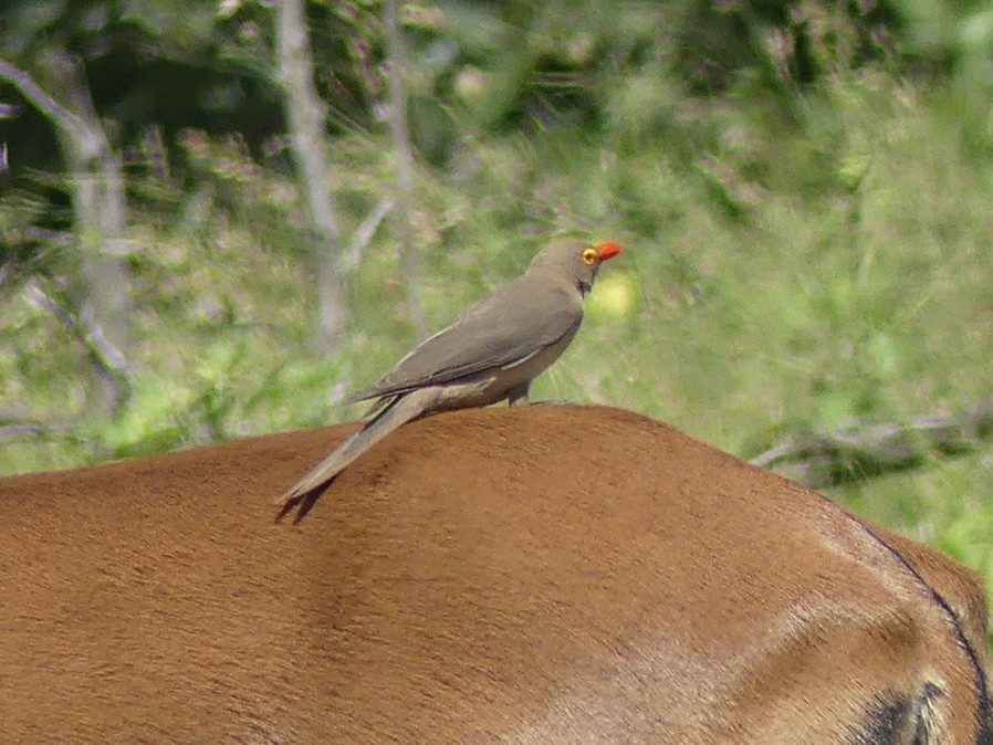 Red-billed Oxpecker - ML614432377
