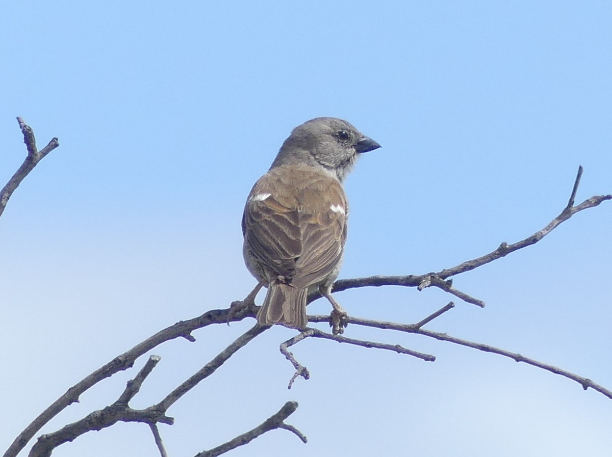 Southern Gray-headed Sparrow - ML614432389