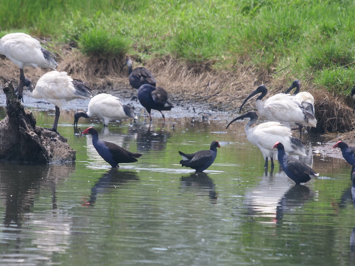 Australasian Swamphen - Frank Coman