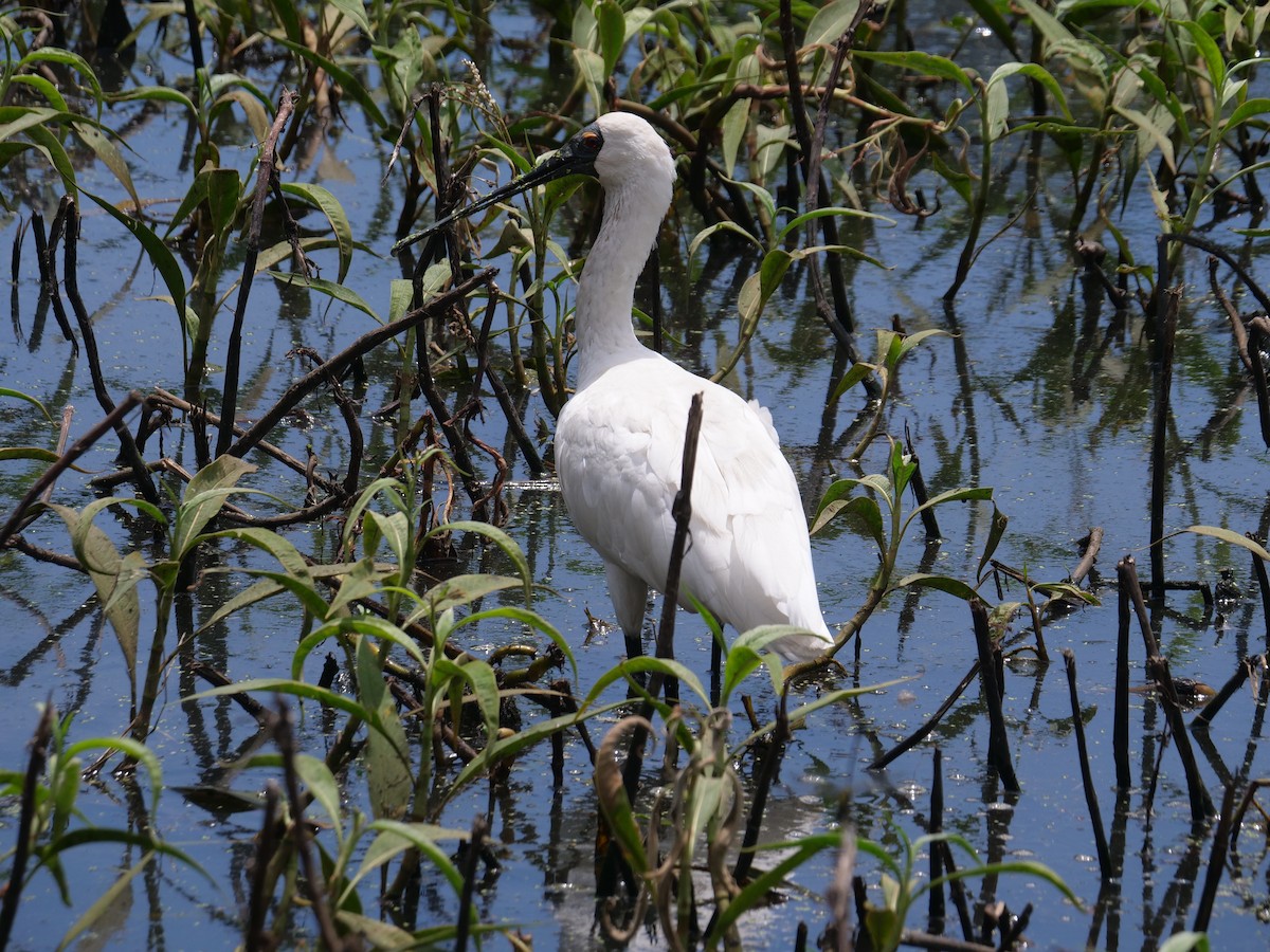 Royal Spoonbill - Frank Coman