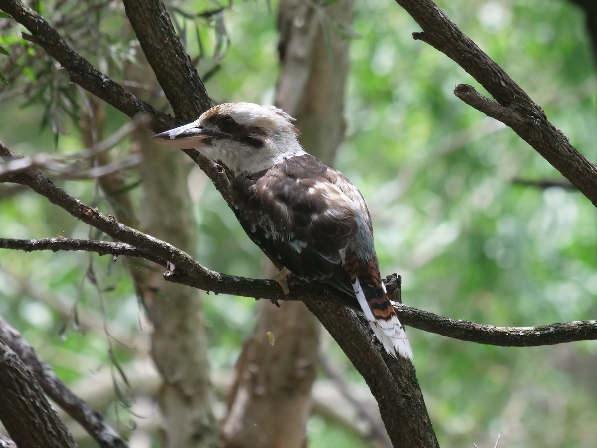 Laughing Kookaburra - Frank Coman