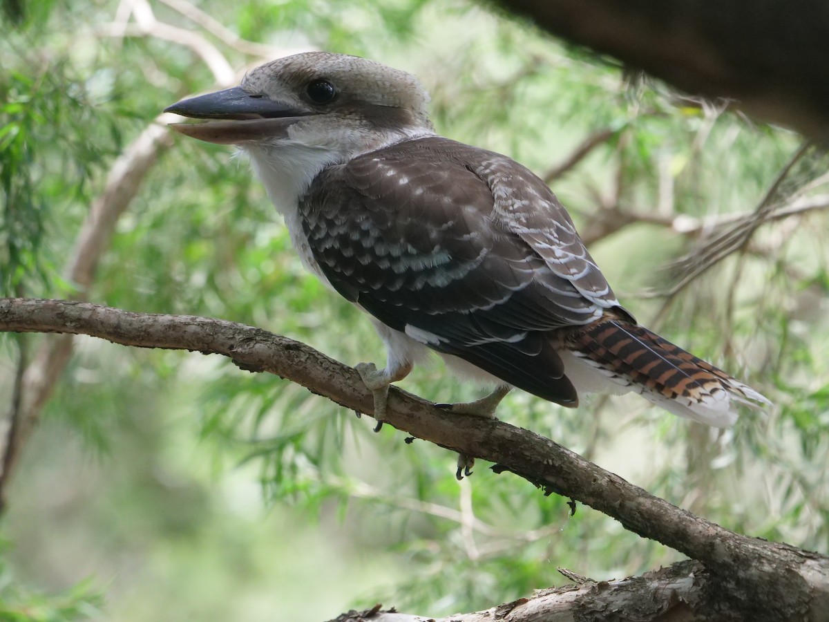 Laughing Kookaburra - Frank Coman