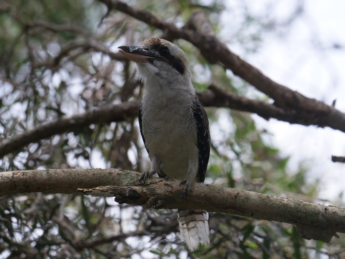 Laughing Kookaburra - Frank Coman