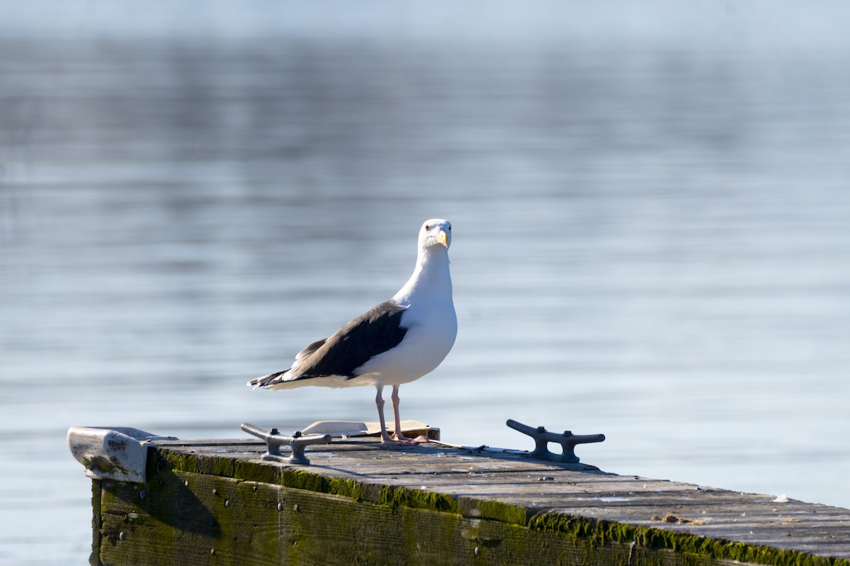 Great Black-backed Gull - ML614432454