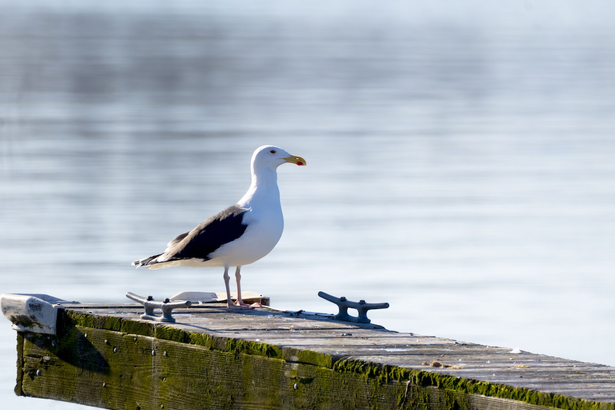 Great Black-backed Gull - ML614432456