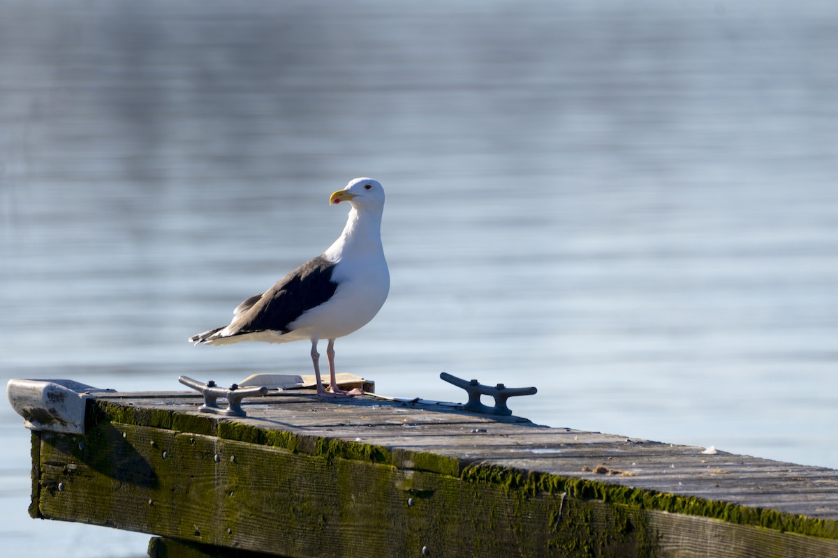 Great Black-backed Gull - ML614432457