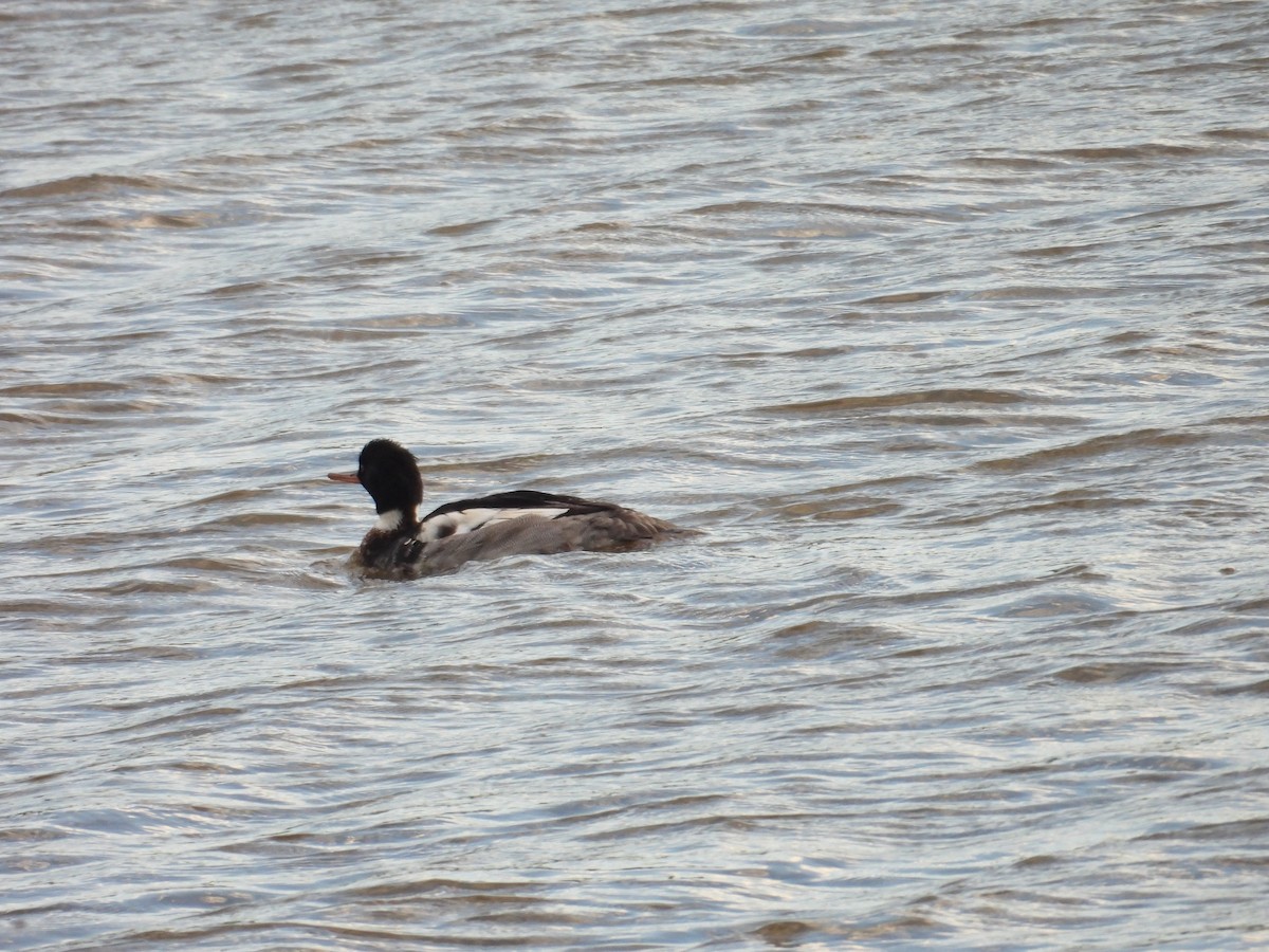 Red-breasted Merganser - ML614432464