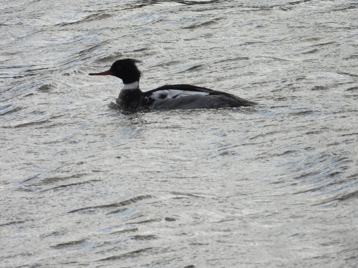 Red-breasted Merganser - ML614432489