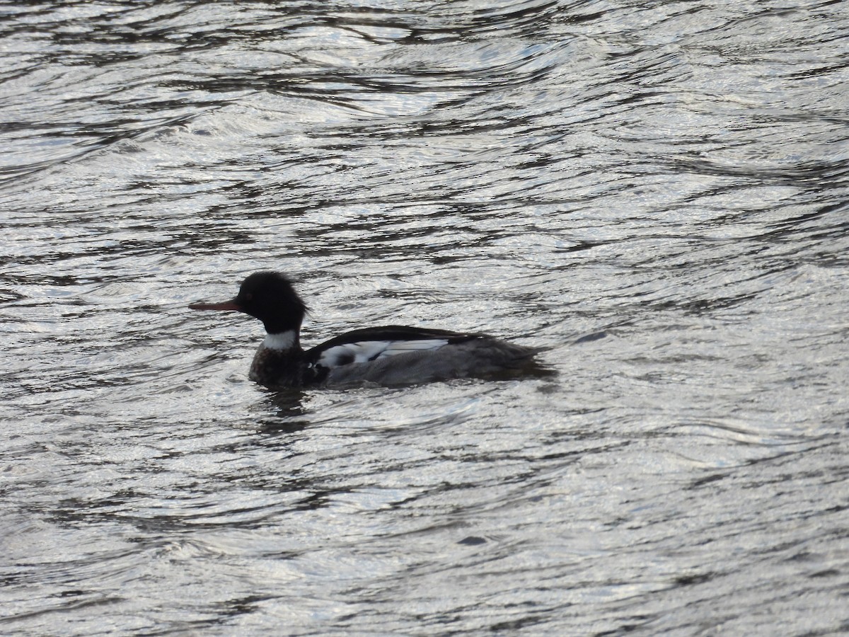 Red-breasted Merganser - ML614432490