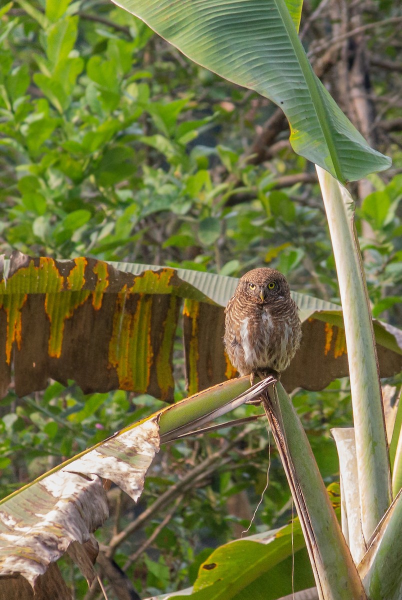 Asian Barred Owlet - ML614432498