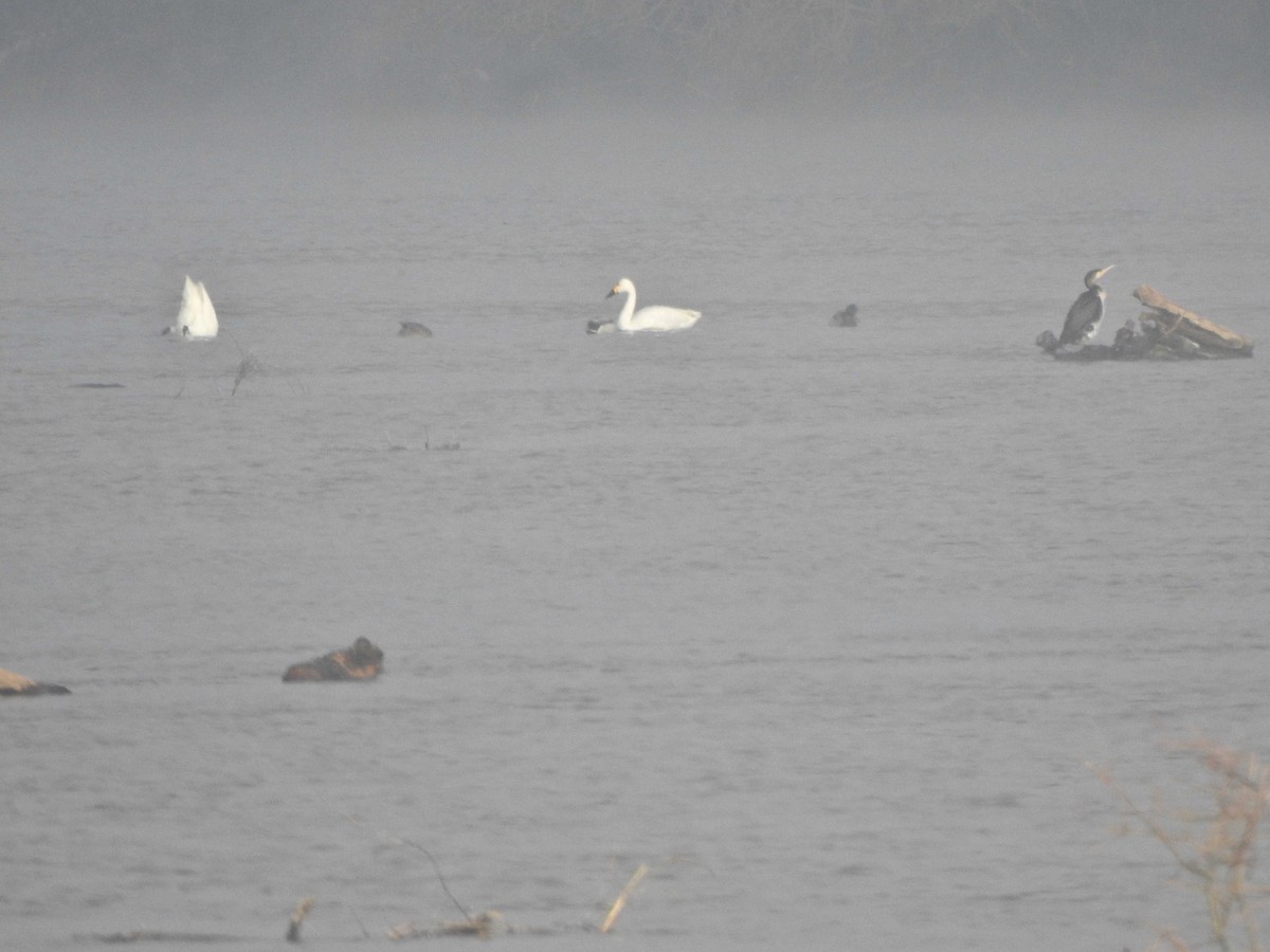 Tundra Swan (Bewick's) - ML614432536