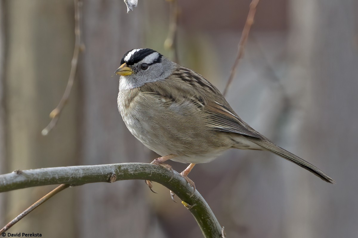 White-crowned Sparrow (pugetensis) - David Pereksta
