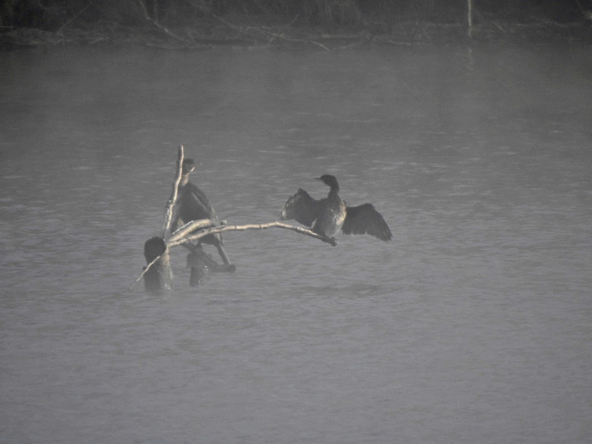 Pygmy Cormorant - ML614432609