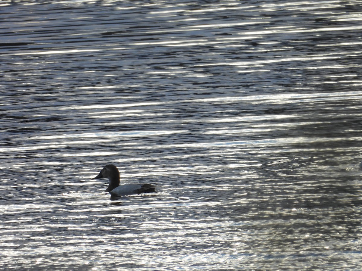 Canvasback - Juan Ramírez