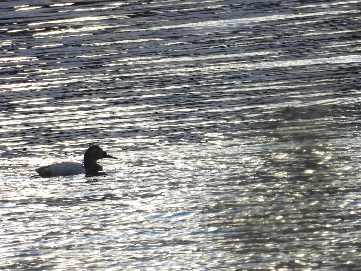 Canvasback - Juan Ramírez