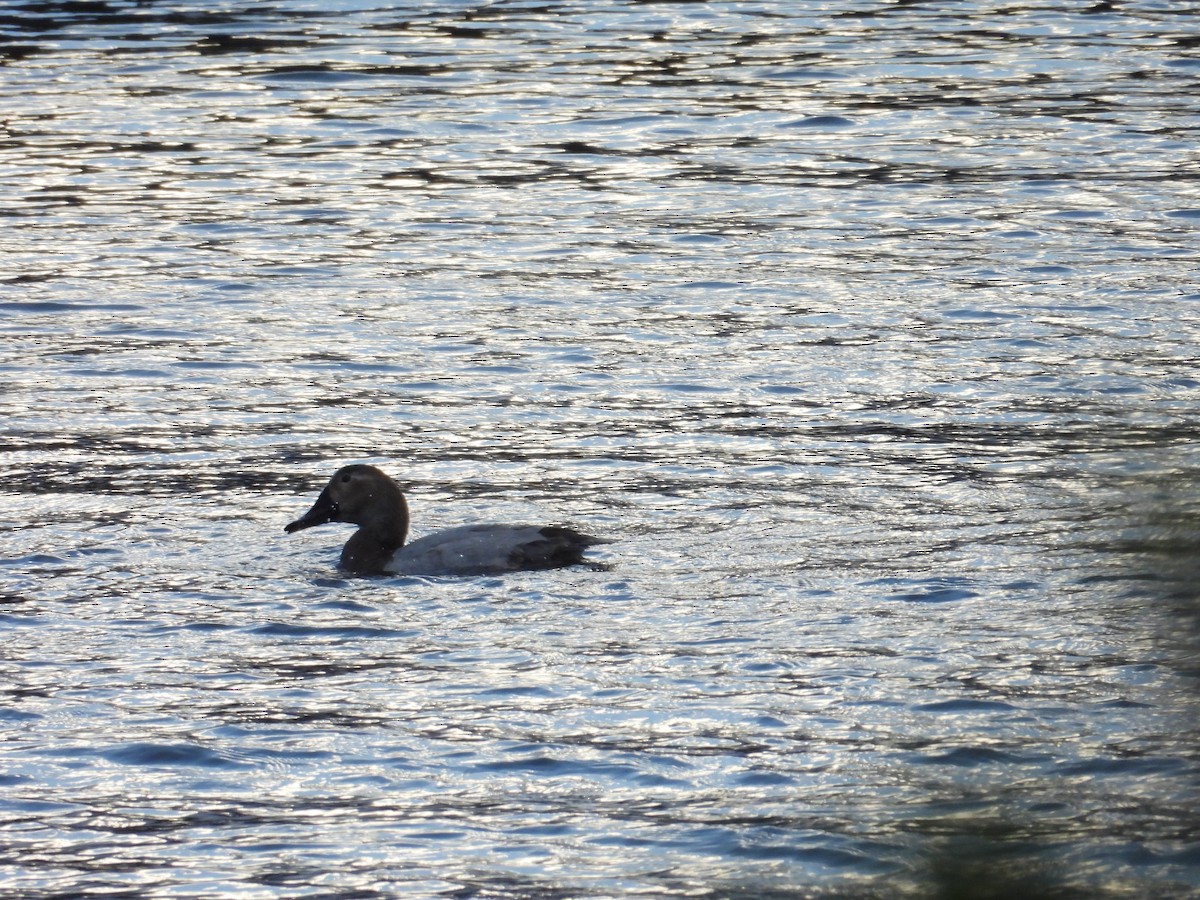 Canvasback - ML614432690