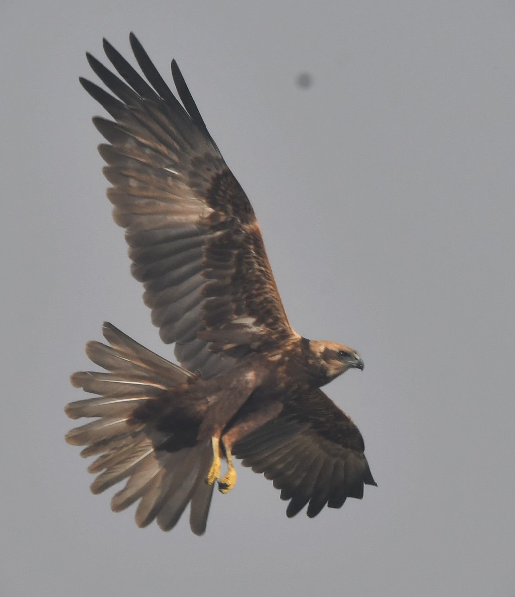 Western Marsh Harrier - ML614432707