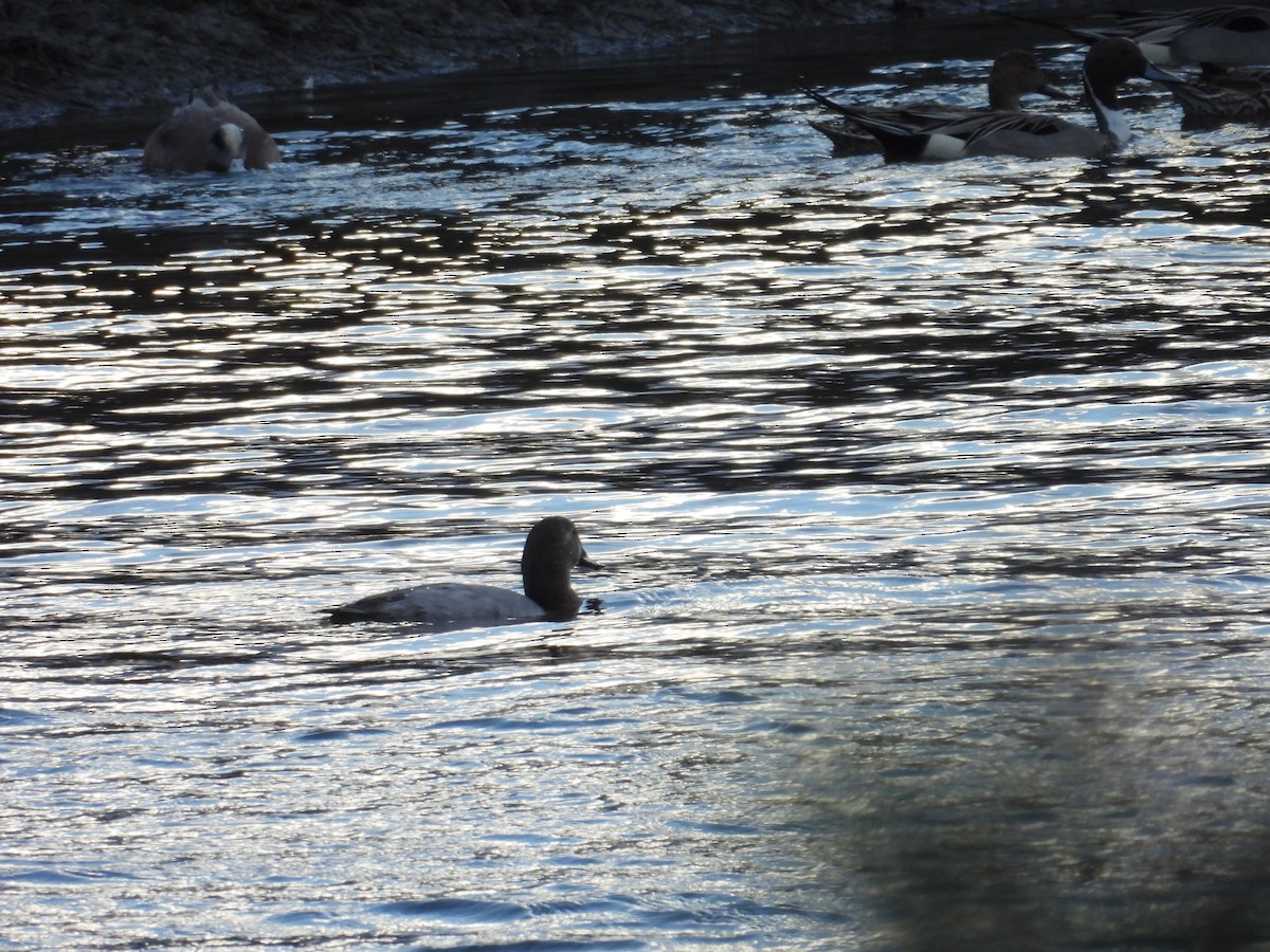 Northern Pintail - ML614432726