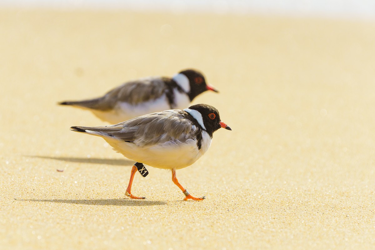 Hooded Plover - ML614432819