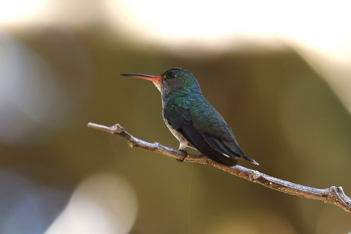 Rufous-throated Sapphire - Charles Davies