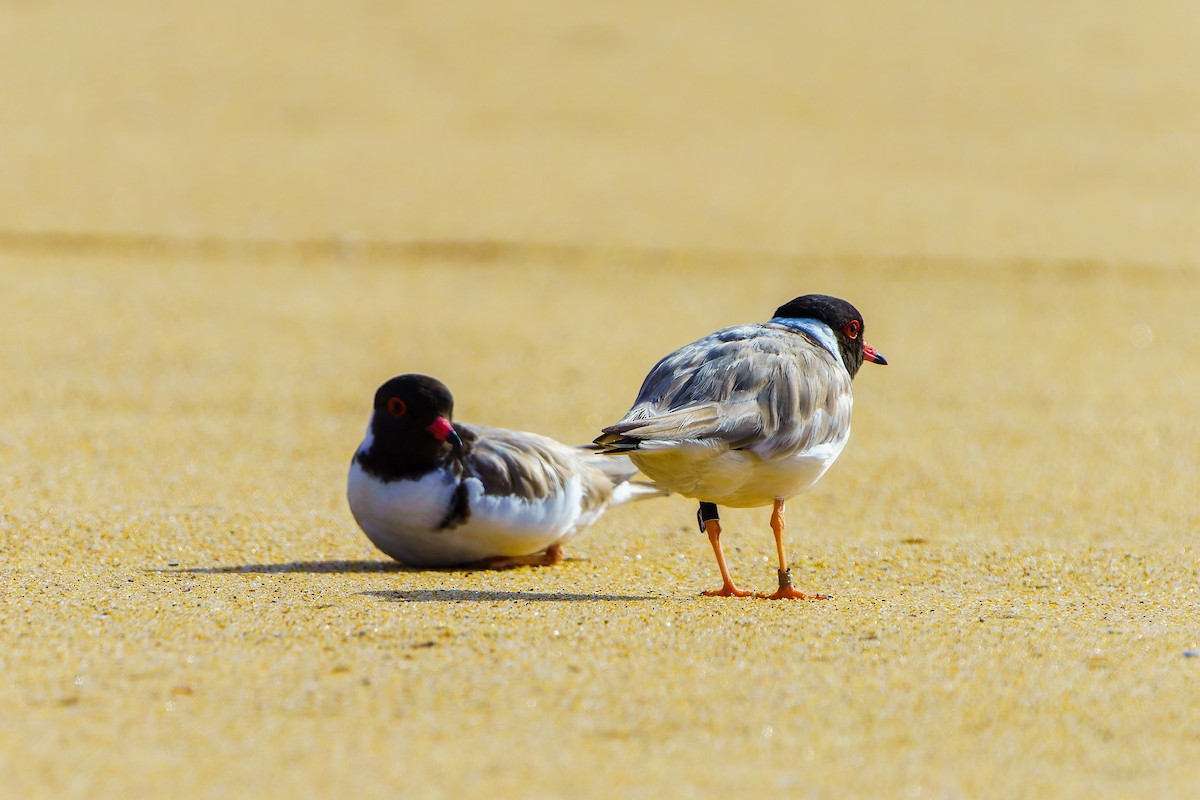 Hooded Plover - James Churches