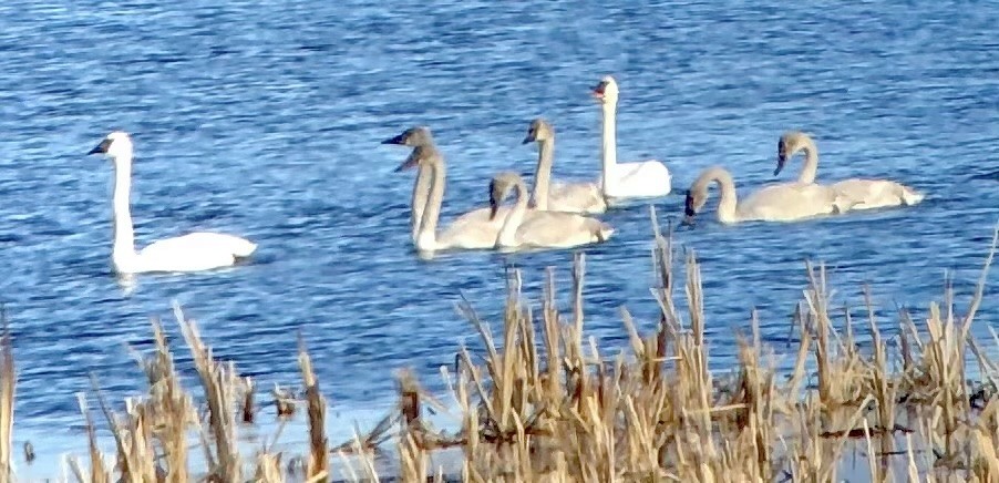 Cygne trompette - ML614432993