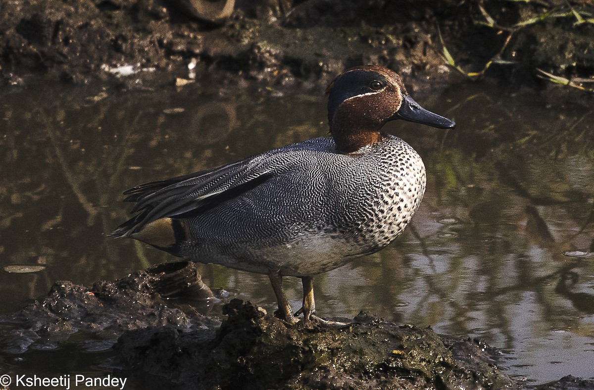 Green-winged Teal - Ksheetij Pandey