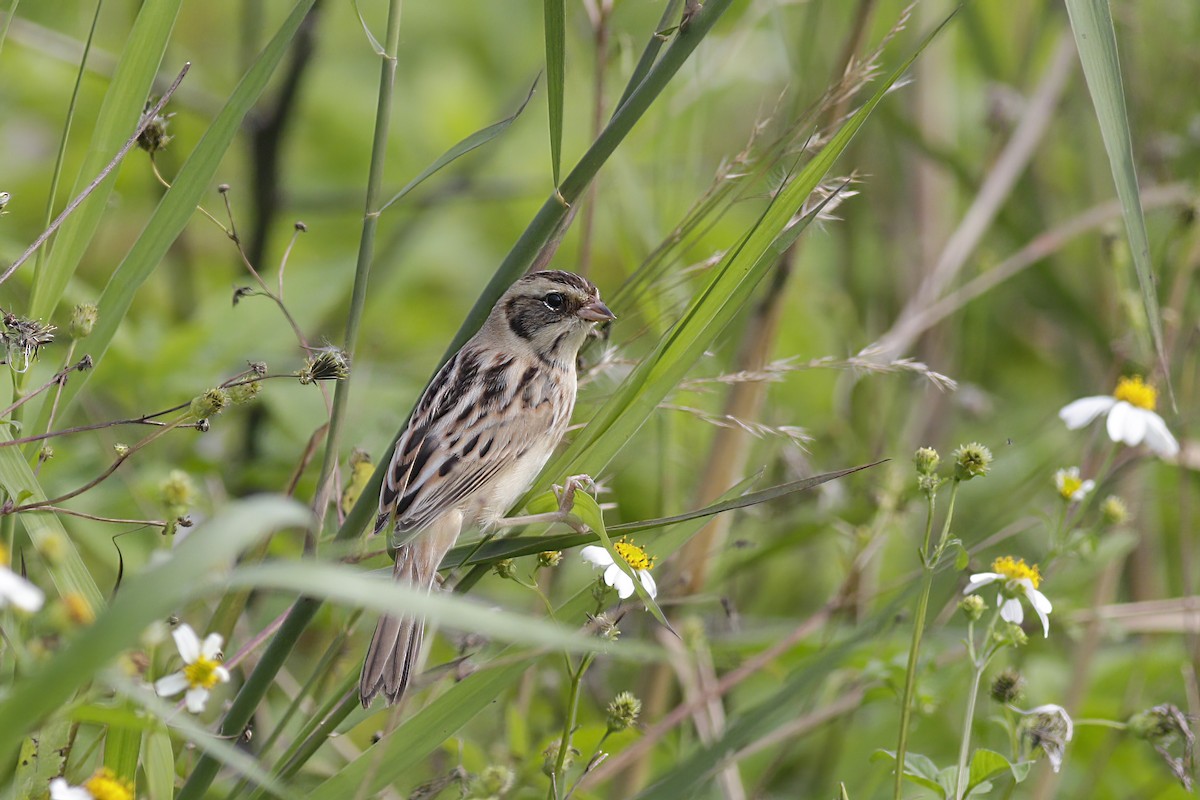 Ochre-rumped Bunting - ML614433041