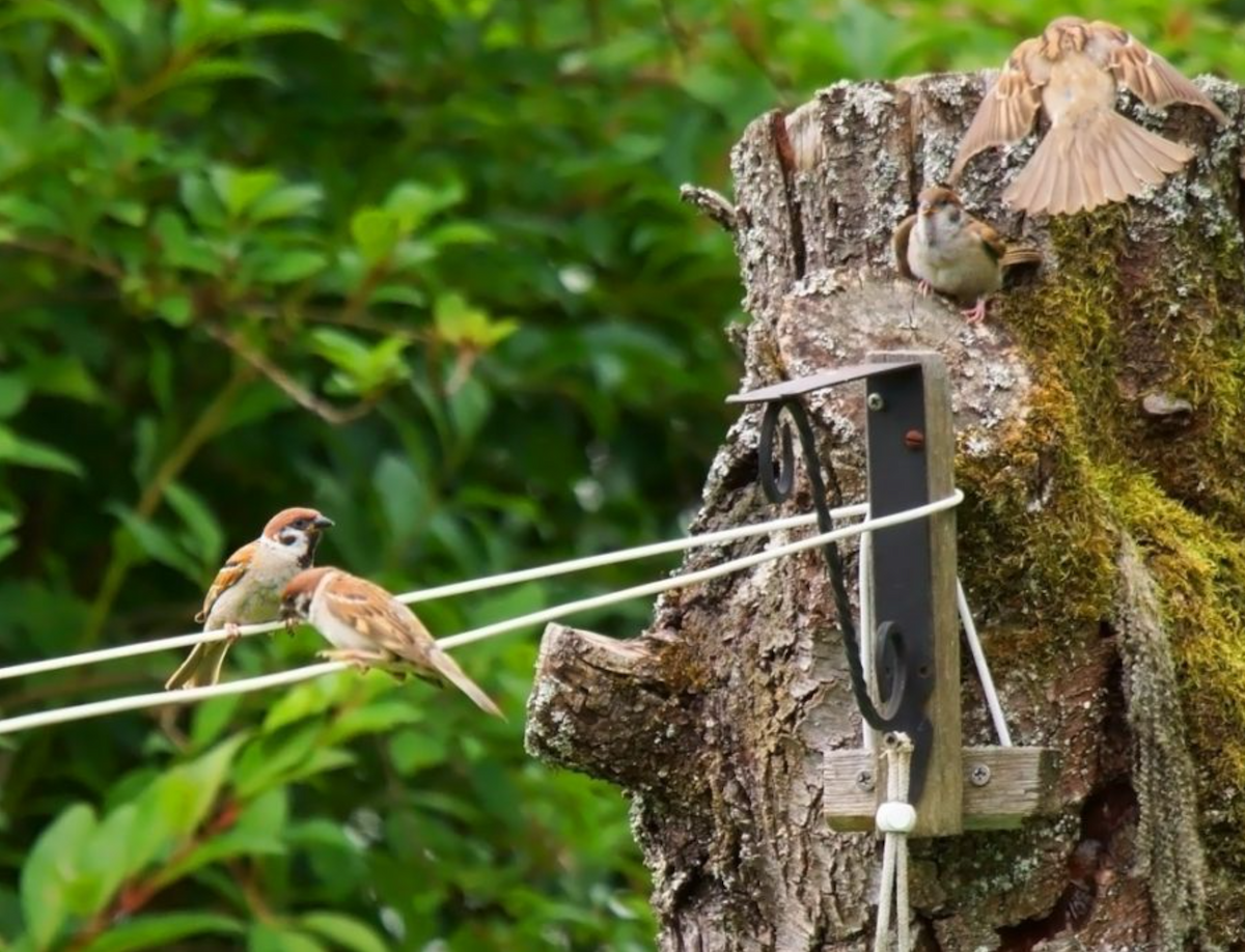 Eurasian Tree Sparrow - Oğuz Eldelekli
