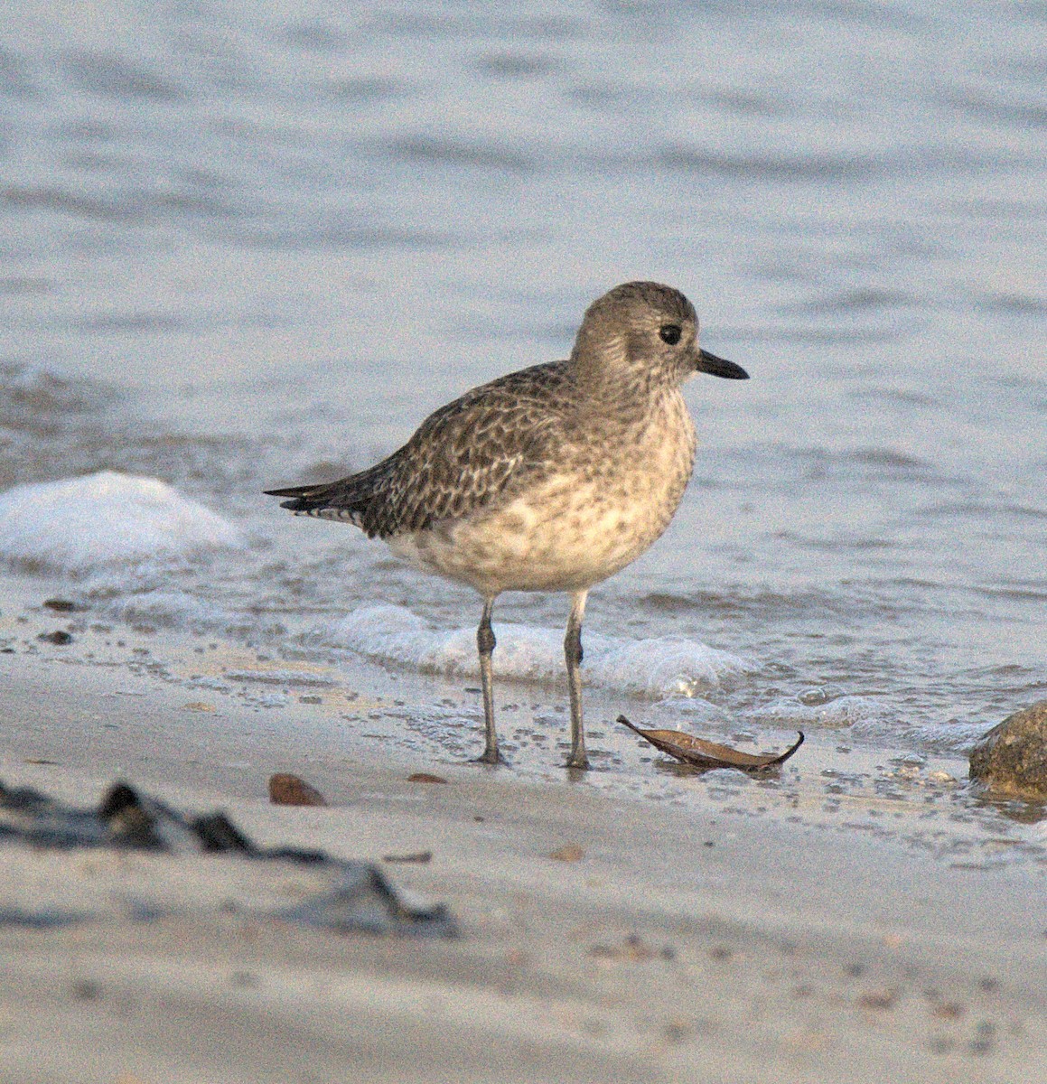 Black-bellied Plover - Kerry Loux