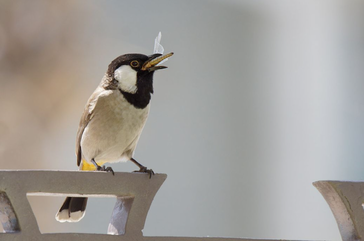 Bulbul dalle orecchie bianche - ML614433104