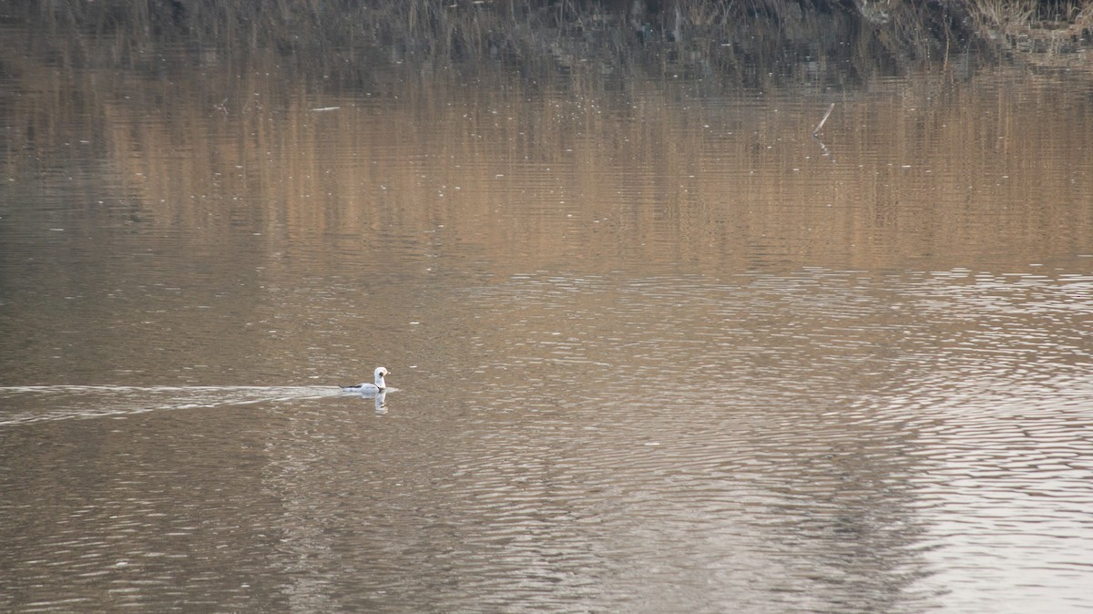Long-tailed Duck - Grady Singleton