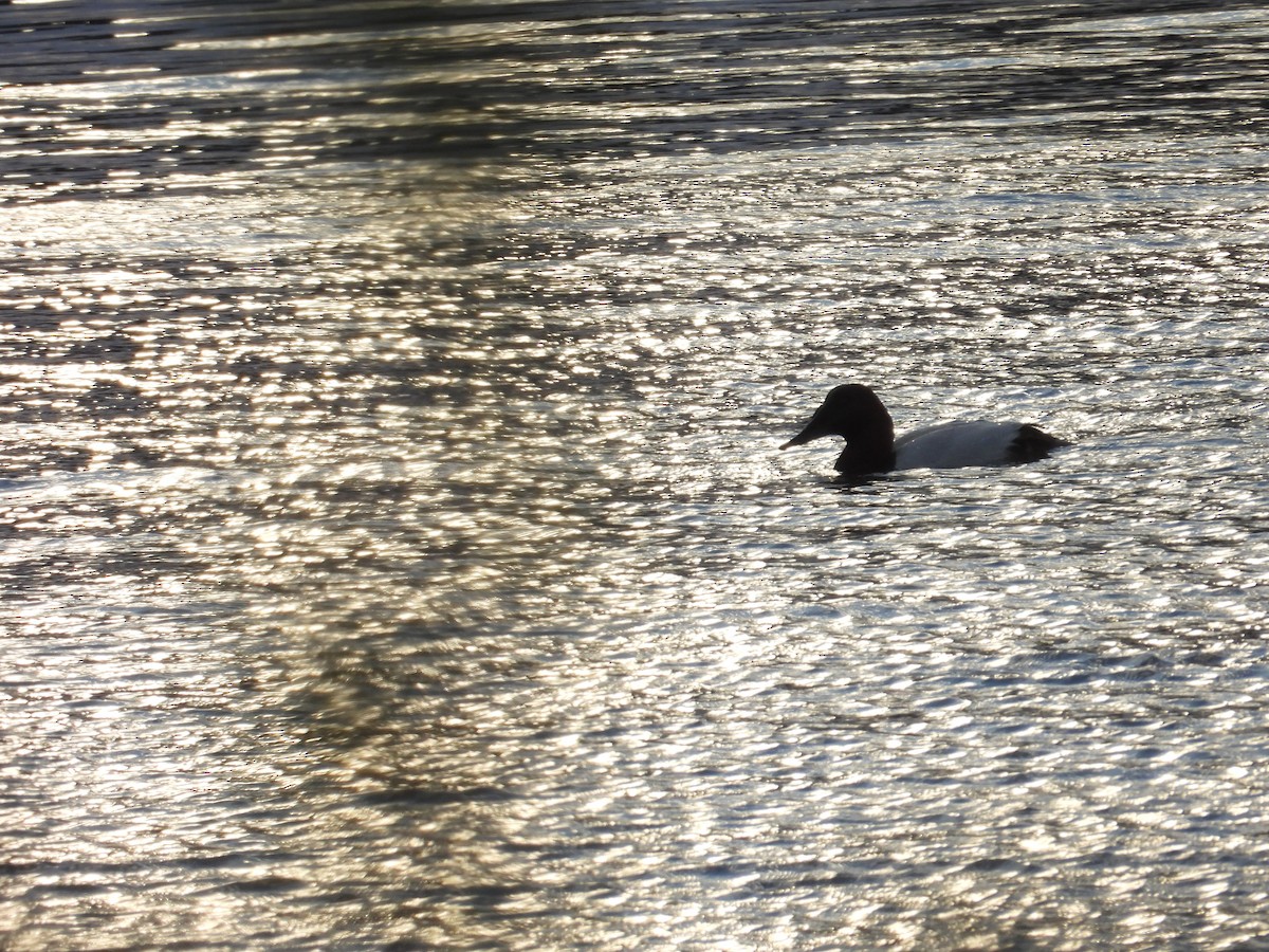 Canvasback - Juan Ramírez