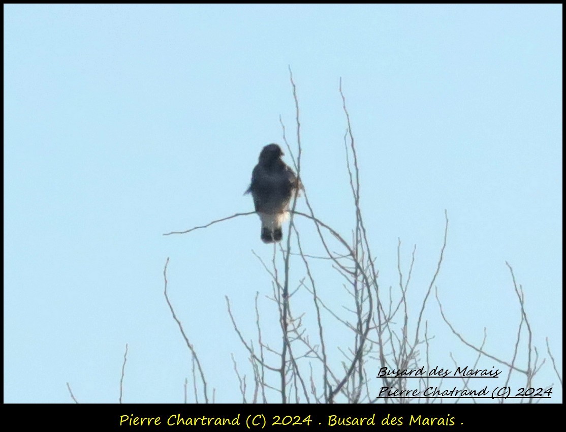 Rough-legged Hawk - ML614433178