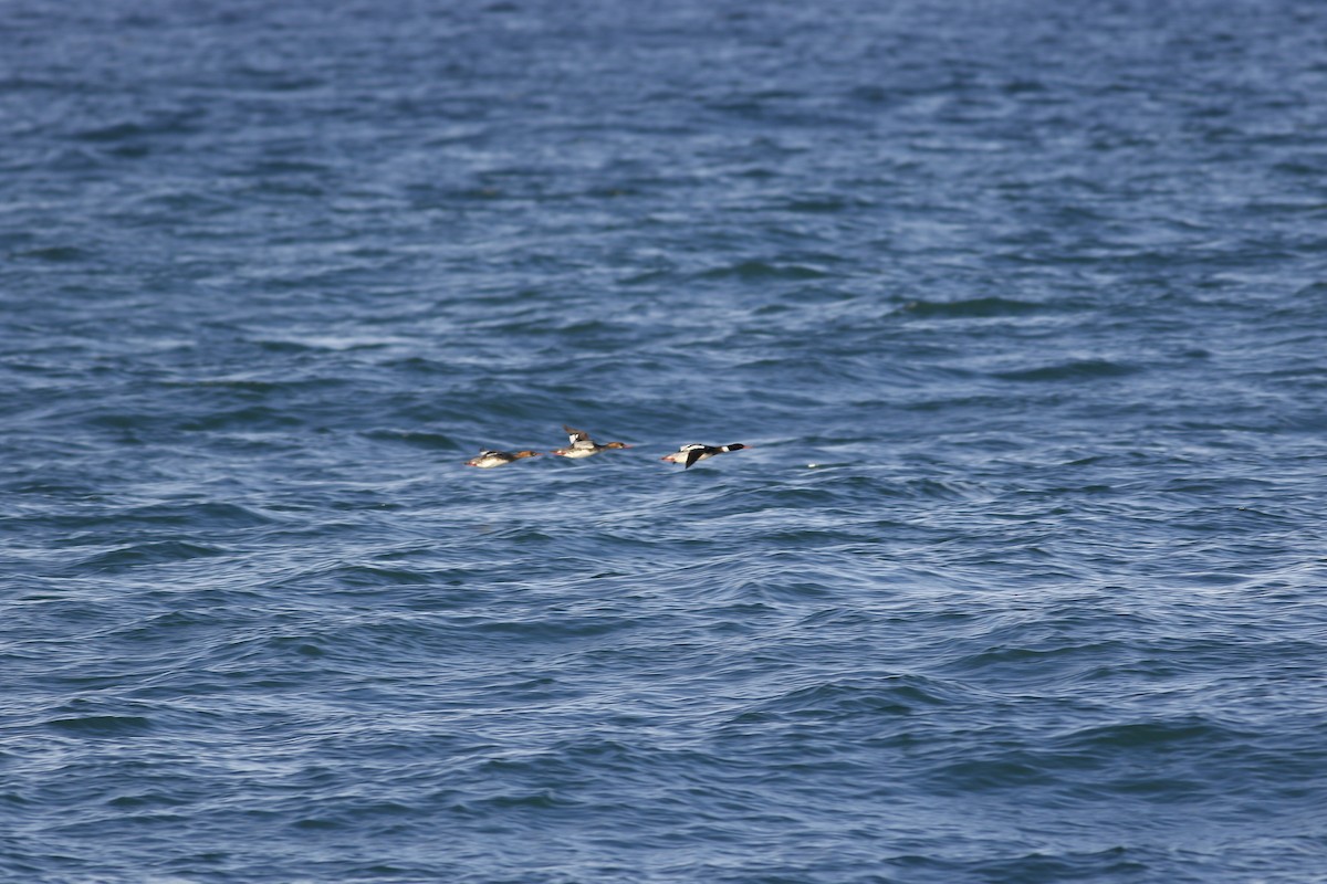 Red-breasted Merganser - ML614433180