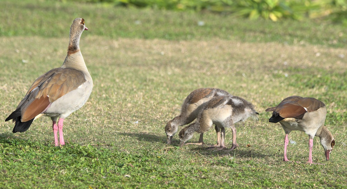 Nilgans - ML614433198