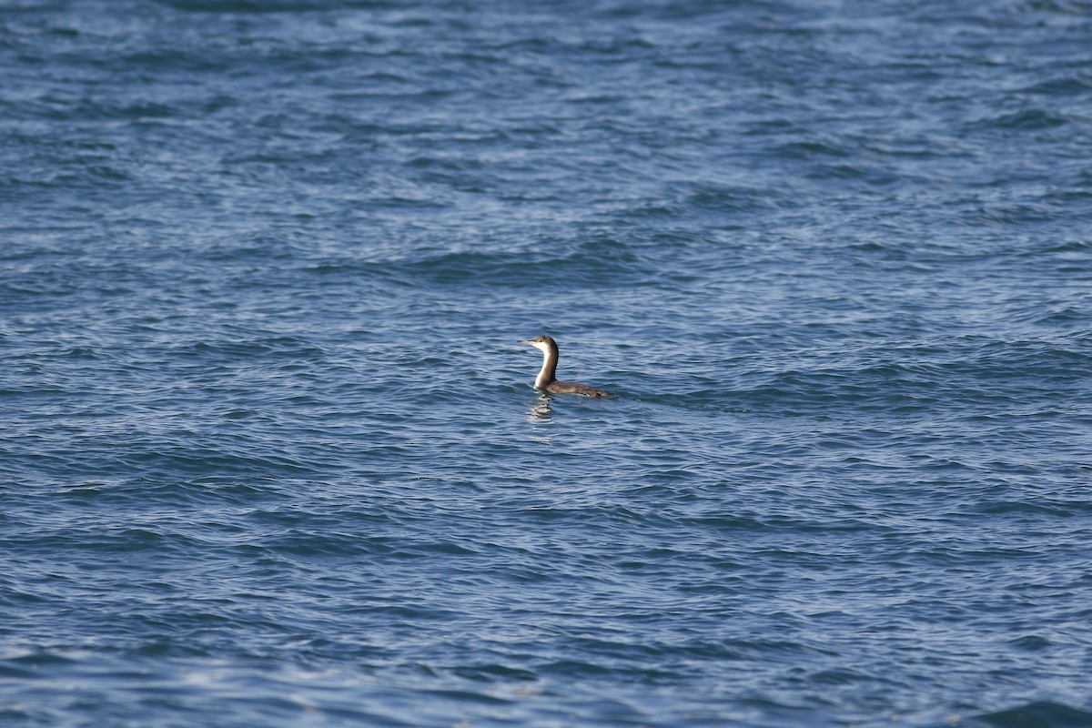 Arctic Loon - ML614433203