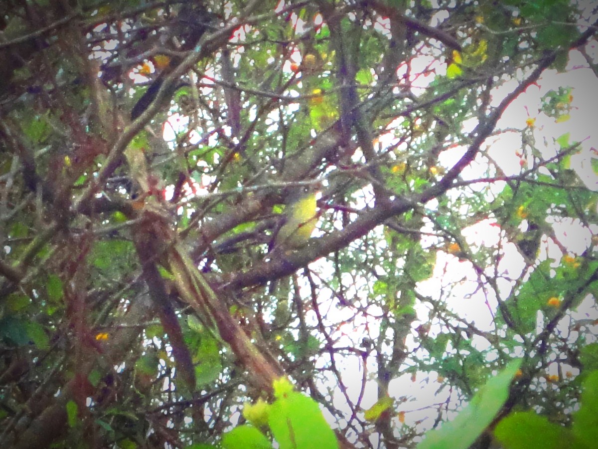 Cuban Vireo - ML614433261