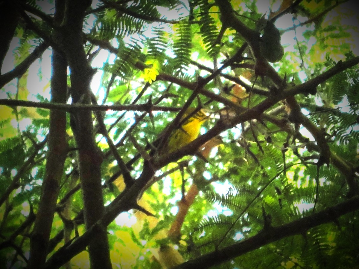 Cuban Vireo - Yoan Hernández Blaya