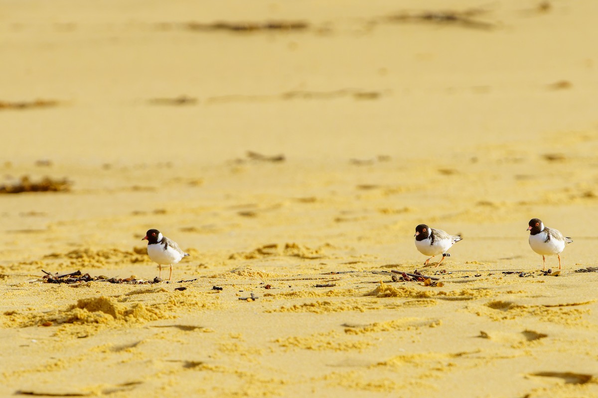 Hooded Plover - ML614433266