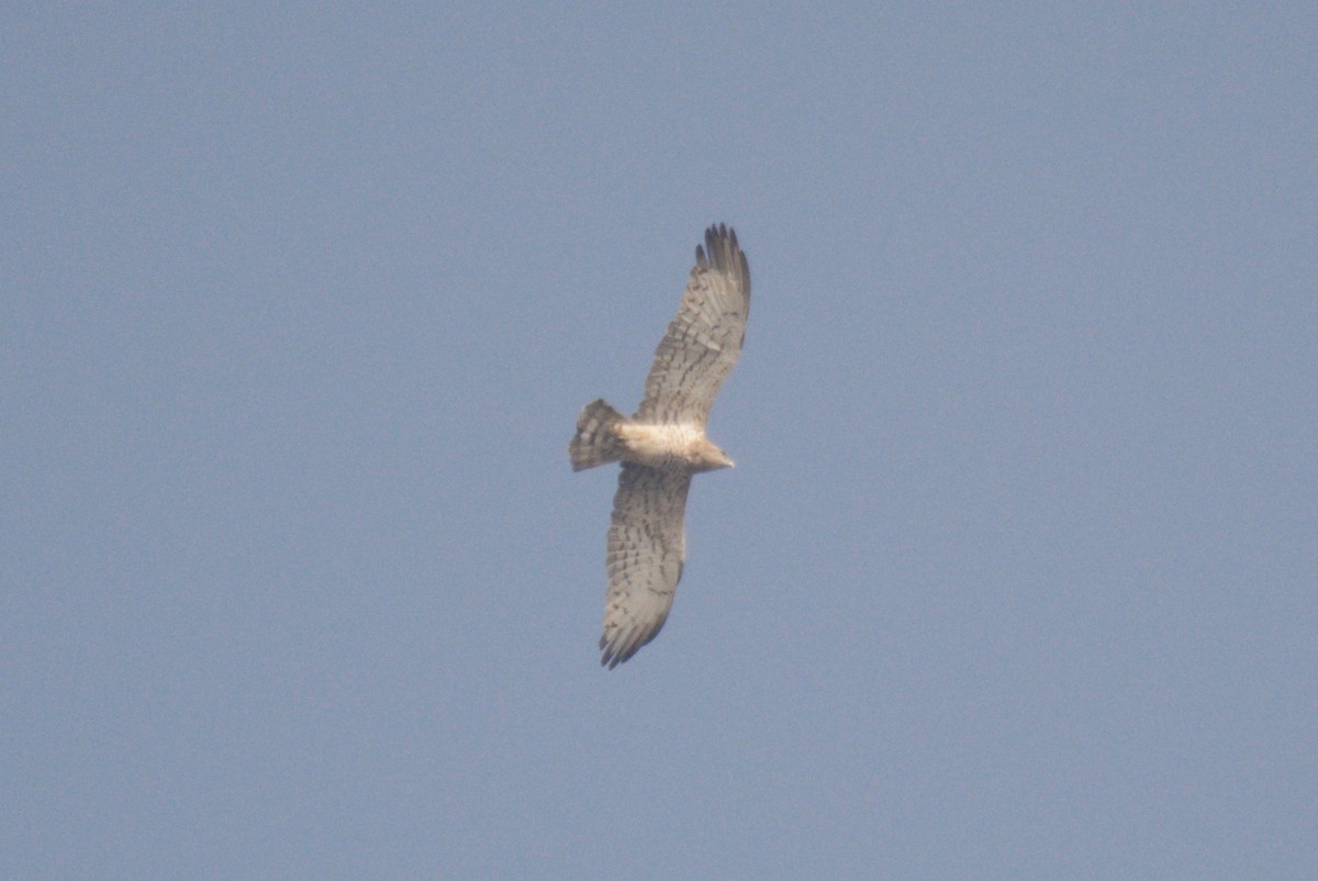 orlík krátkoprstý - ML614433328