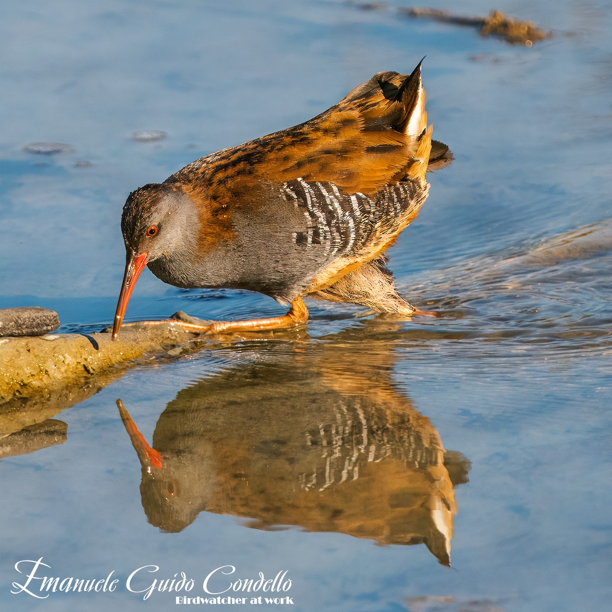 Water Rail - ML614433340