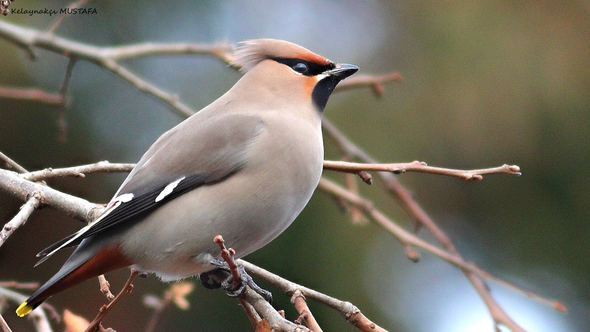 Bohemian Waxwing - ML614433343