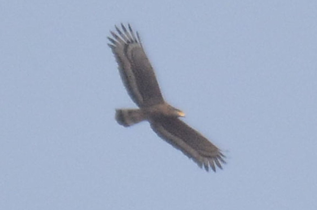 orlík chocholatý - ML614433344