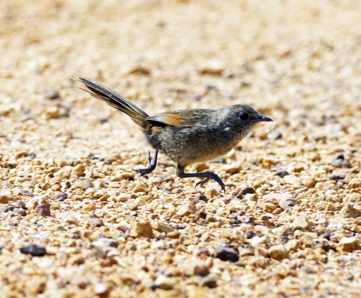 Western Bristlebird - ML614433349