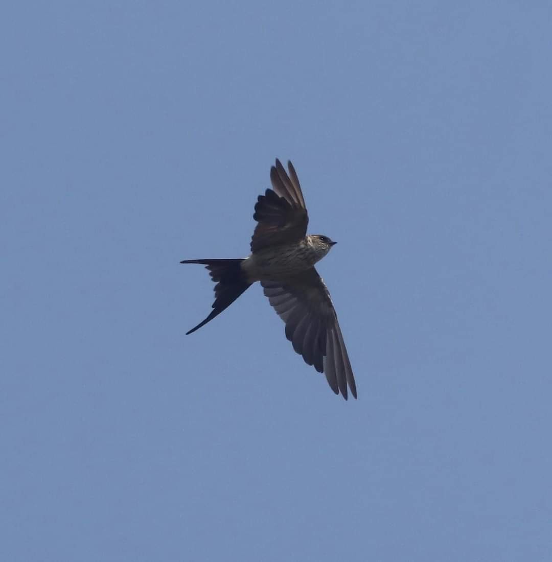 Red-rumped Swallow - ML614433355