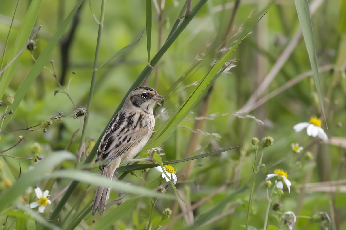 Ochre-rumped Bunting - ML614433356